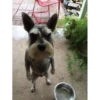 Perritos!!! 20