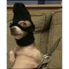 Perritos!!! 21