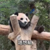 panda2 18