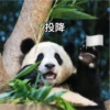 panda2 19
