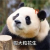 panda2 20
