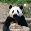 panda2 21