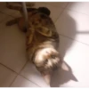mocio 17