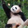 panda2 23