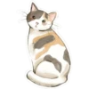 Gatito Calico_VR1 16