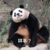 panda2 24