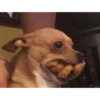 Perritos!!! 24