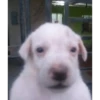 Perritos!!! 25