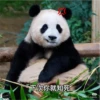 panda2 25