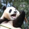 panda2 26