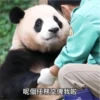 panda2 27