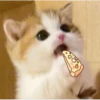 CATS :D 19