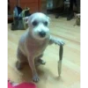 Perritos!!! 28