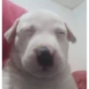 Perritos!!! 29