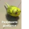 Разрешите доебатся