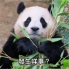 panda2 30