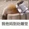 chaijun 19