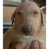 Perritos!!! 30