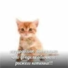 поздравляю, вы только что увидели обычного, рыжего котенка!!!