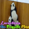 Dilo con Panditas🐼֍1🇲🇽Clásica 6