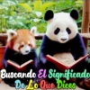 Dilo con Panditas🐼֍1🇲🇽Clásica 11