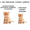 с кем безопаснее оставить ребёнка? с серийным убийцей, насильником, педофилом с обычным и каннибалом рыжим котенком