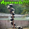 Dilo con Panditas🐼֍1🇲🇽Clásica 13