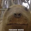 пакажи жопа