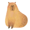 Mr. Capybara 17
