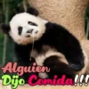 Dilo con Panditas🐼֍1🇲🇽Clásica 15