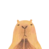 Mr. Capybara 19