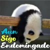 Dilo con Panditas🐼֍1🇲🇽Clásica 16