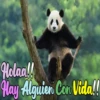 Dilo con Panditas🐼֍1🇲🇽Clásica 18