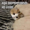 🧿Memes pop 2😎👌🏻 19
