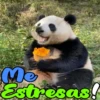 Dilo con Panditas🐼֍1🇲🇽Clásica 26