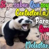 Dilo con Panditas🐼֍1🇲🇽Clásica 29