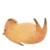 Mr. Capybara 30