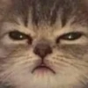 cats!! 6