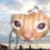 cats!! 7