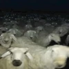 sheep🐑 5