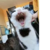 AngryPlank 9