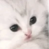 cats!! 9