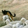 sheep🐑 6
