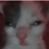 cats!! 10