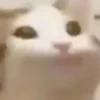 cats!! 11