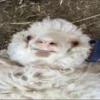 sheep🐑 9