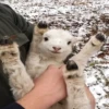 sheep🐑 10