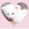 SFIJJTFZKR_by_stikers_du_ark_bot 13