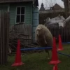 sheep🐑 12