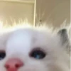 Больше стикеров → 16